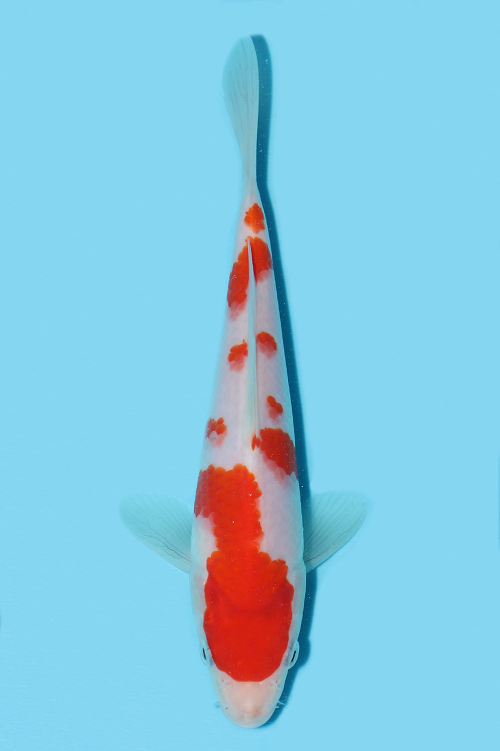 Kohaku