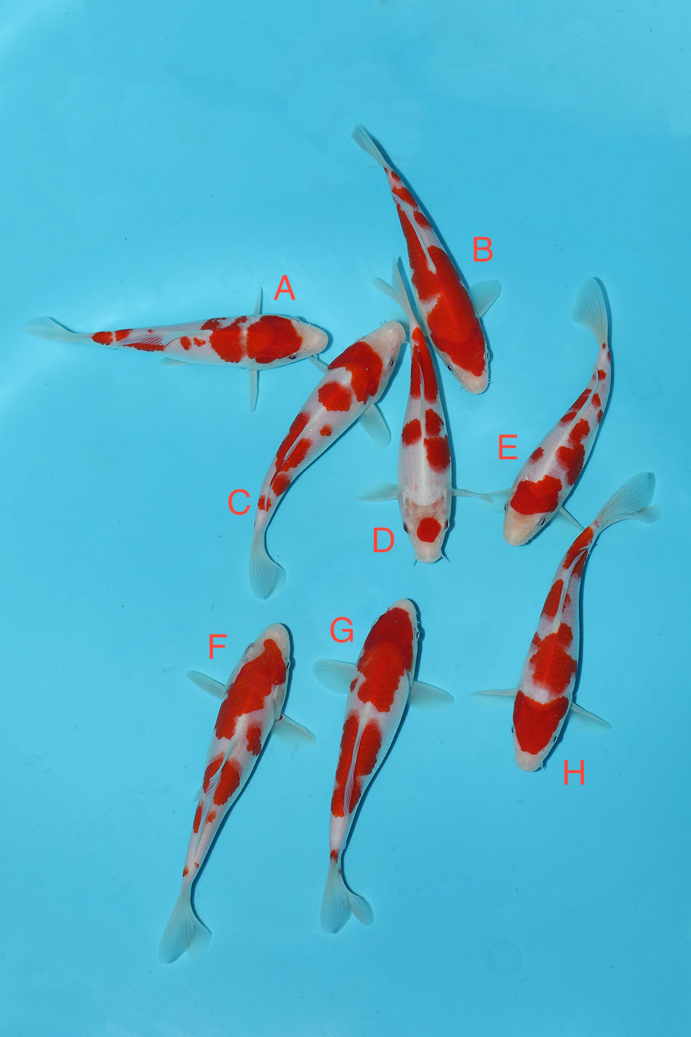 Maruyama Kohaku