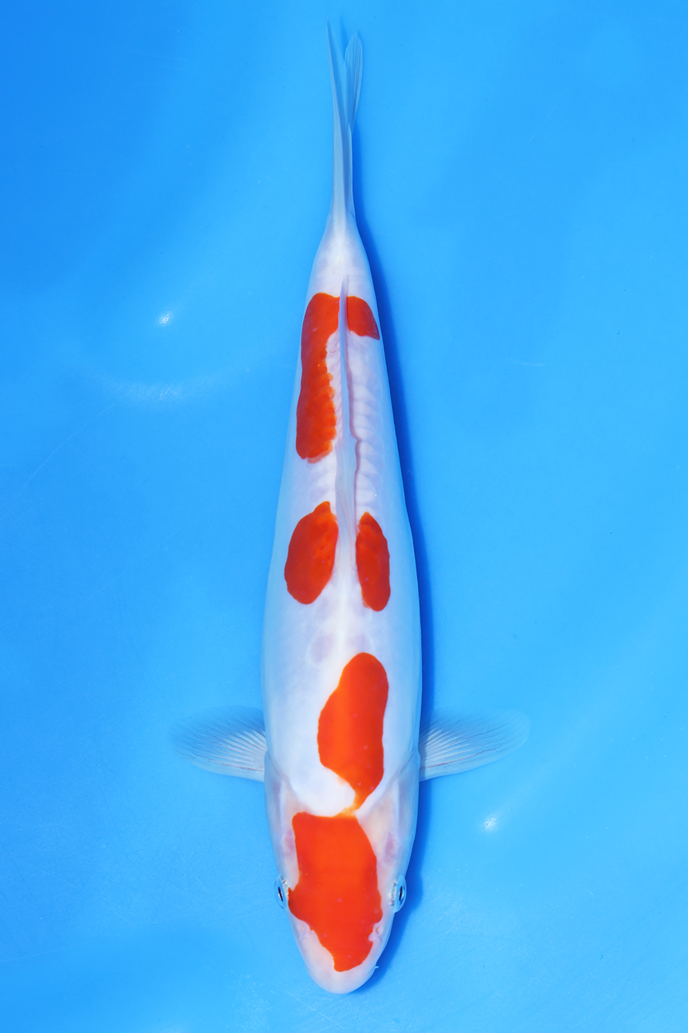 Doitsu Kohaku