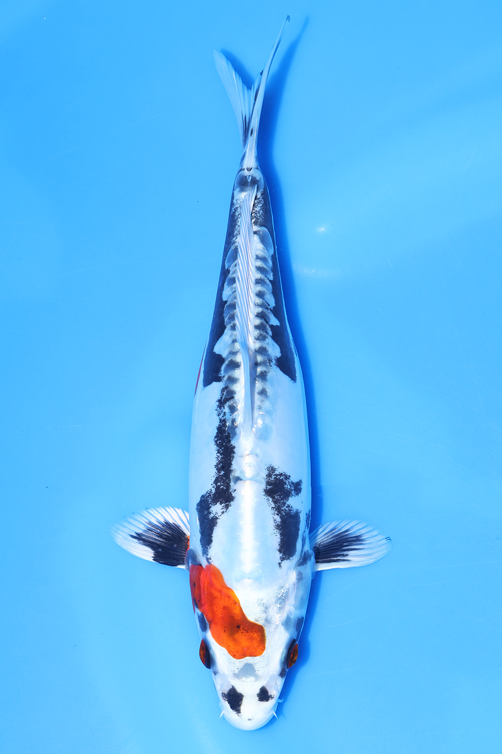 Beni Kikokuryu