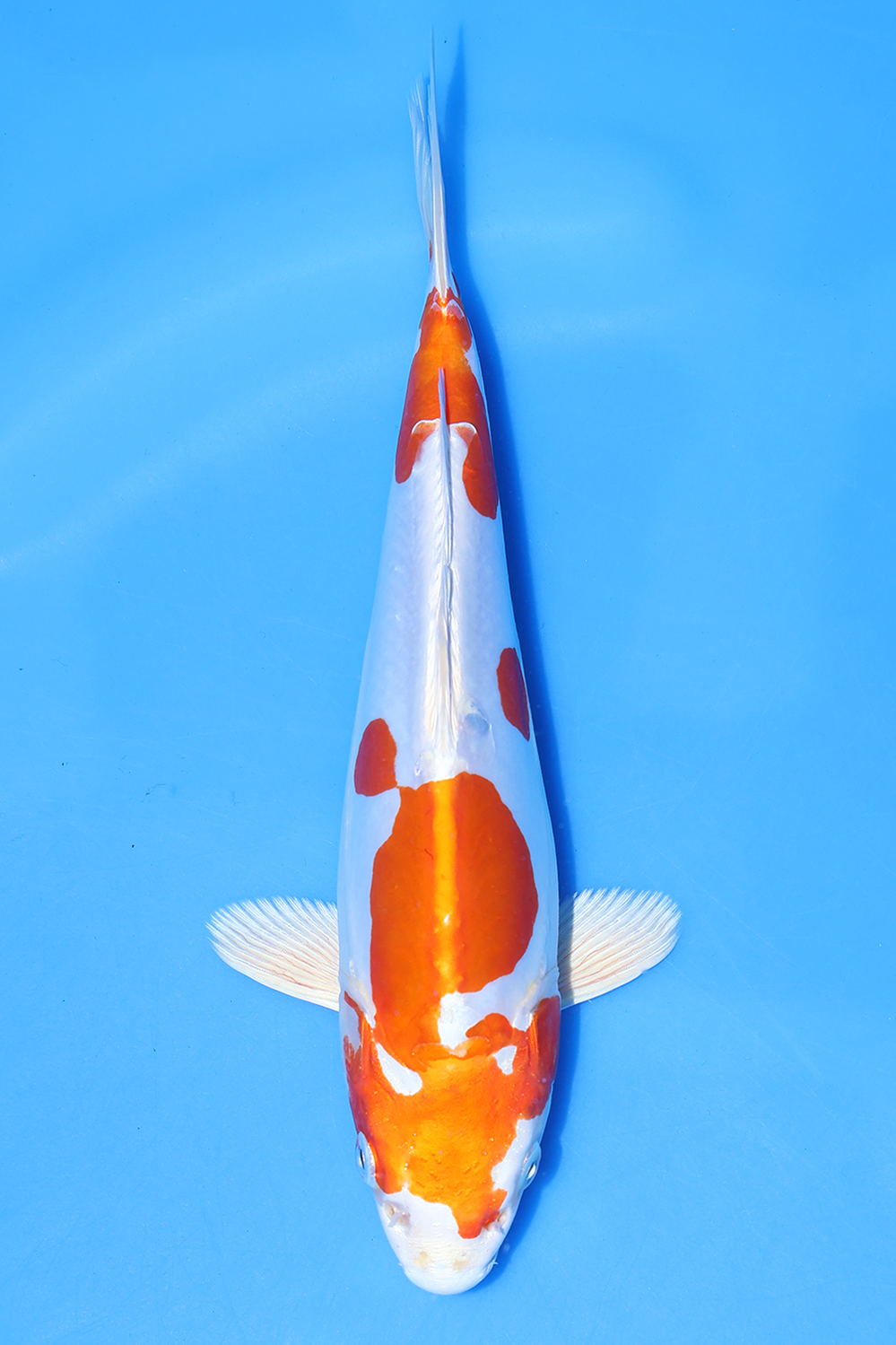 Kikusui