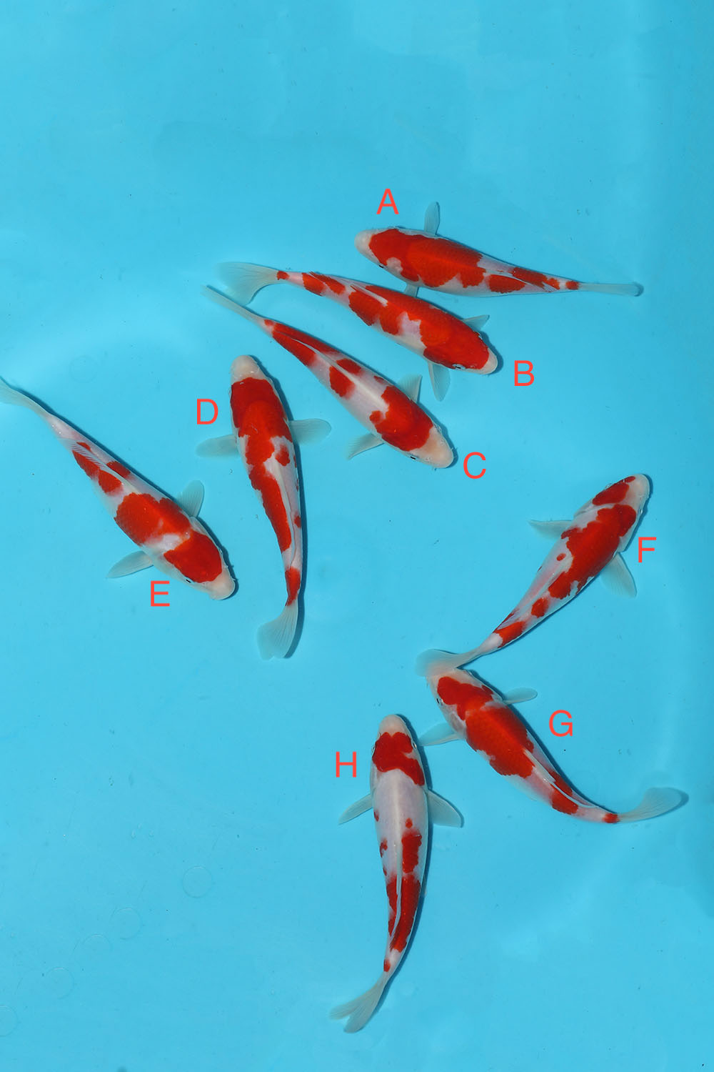 Maruyama Kohaku