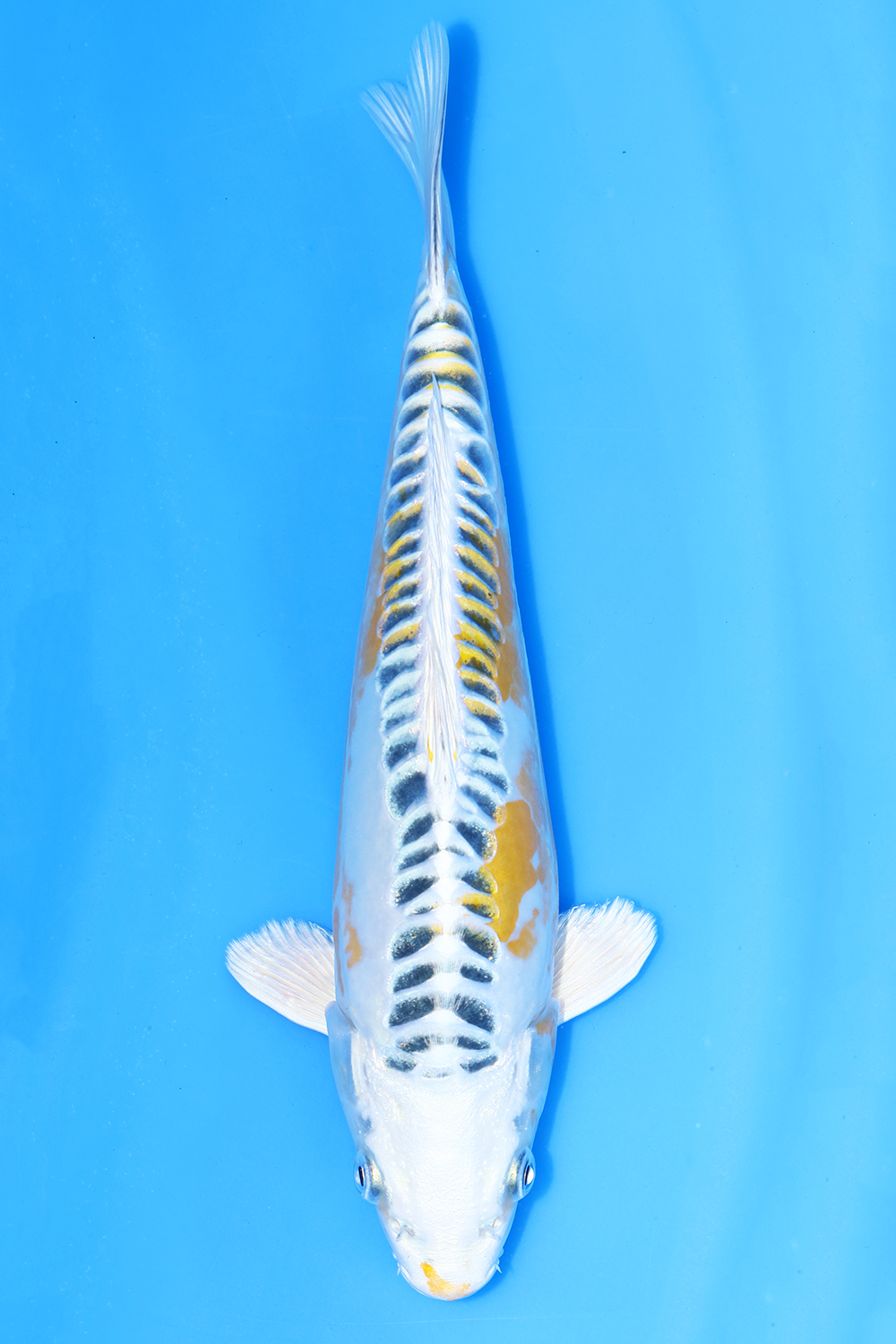 Ki Kikokuryu
