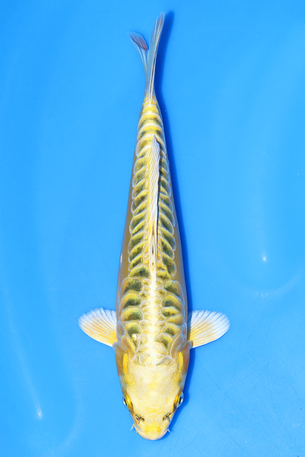 Yellow Dragon