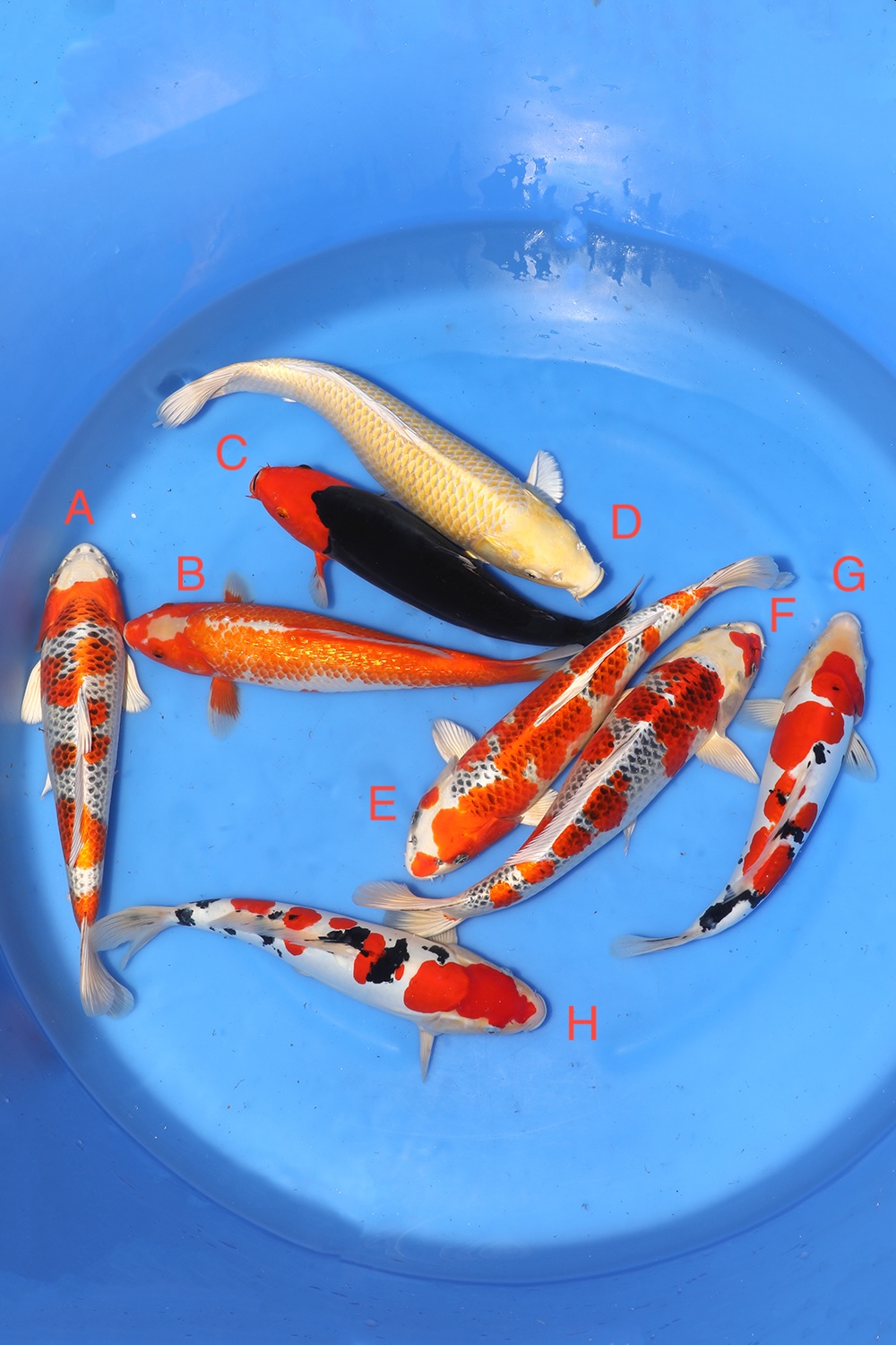 Nisai Mix