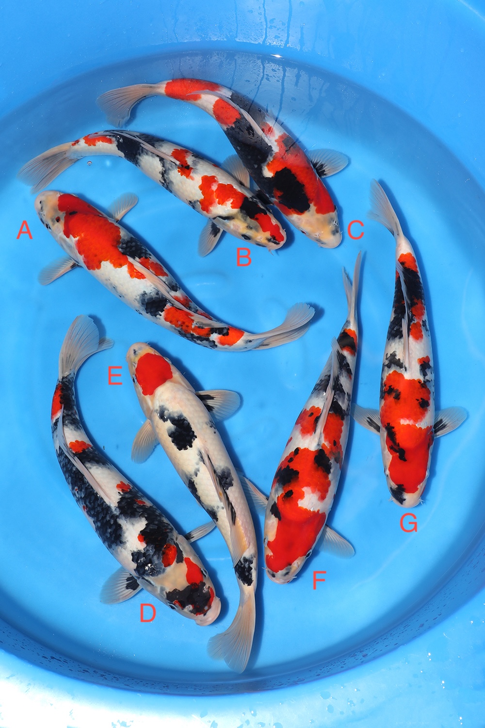 Showa EXK-K4533 | Exclusively Koi