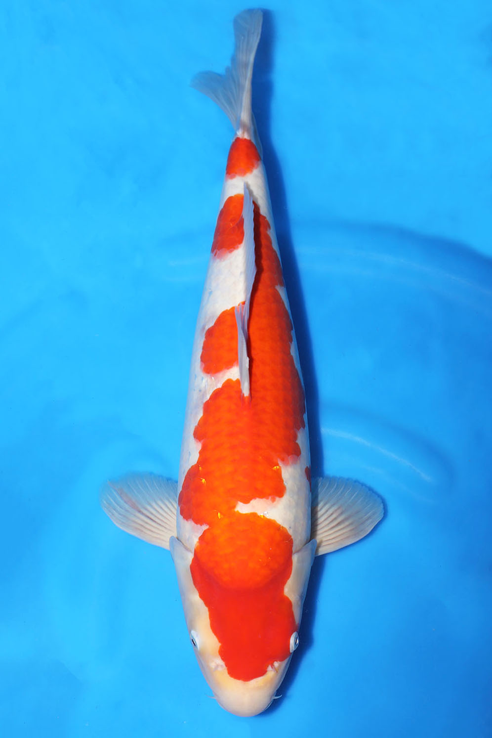 Kohaku