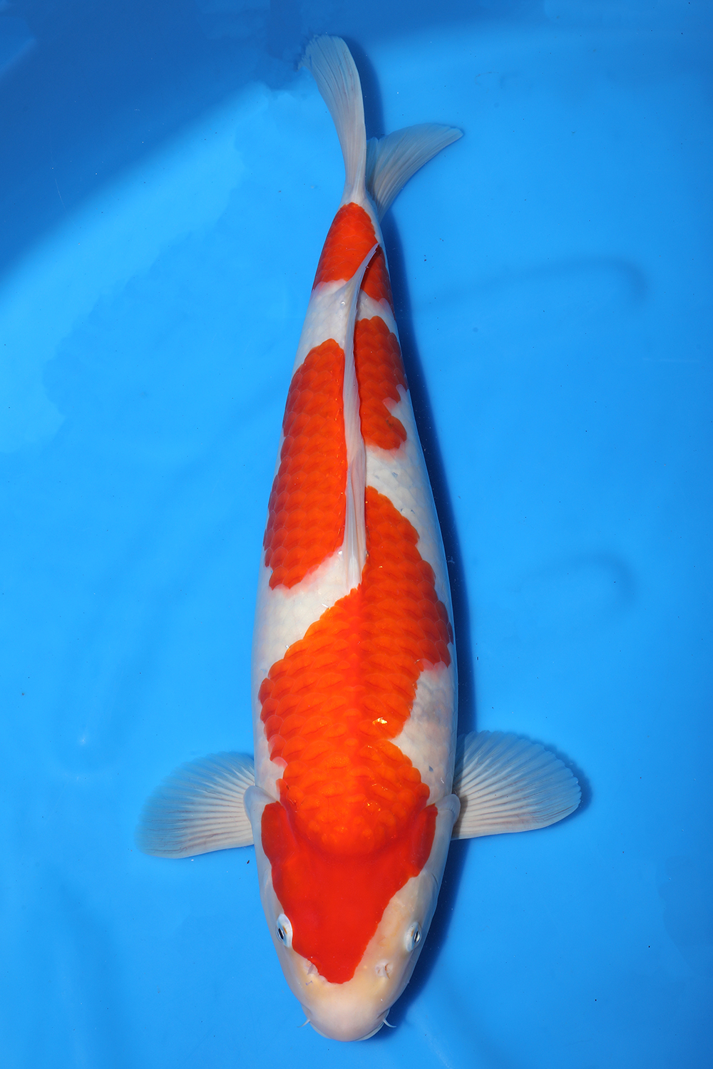 Kohaku