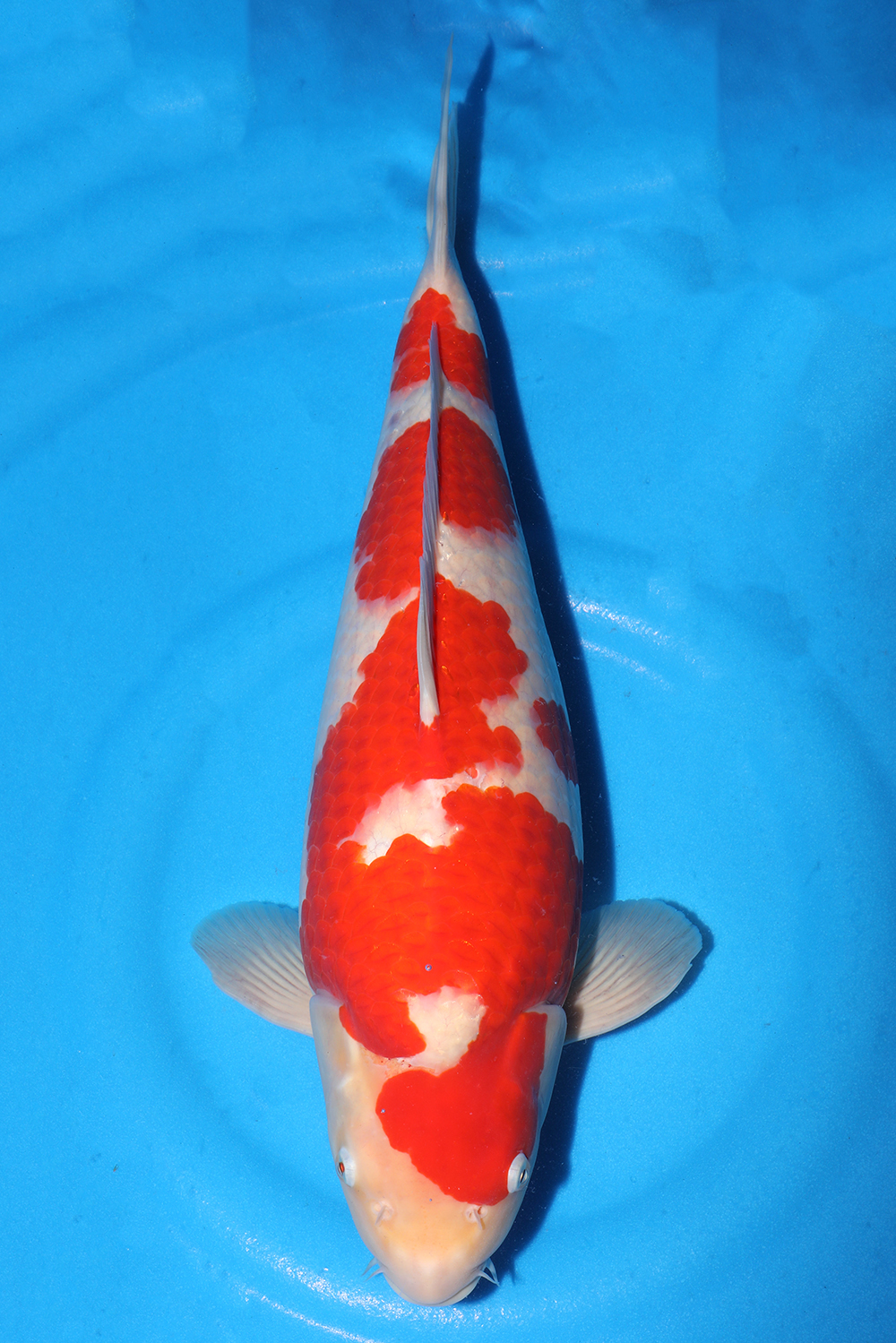 Kohaku