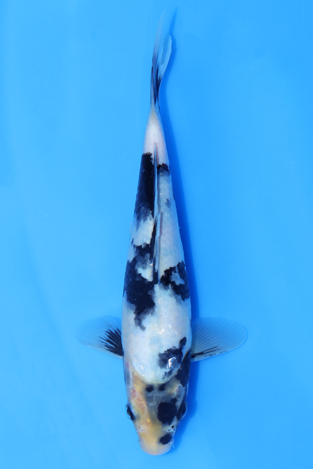 Shiro Utsuri