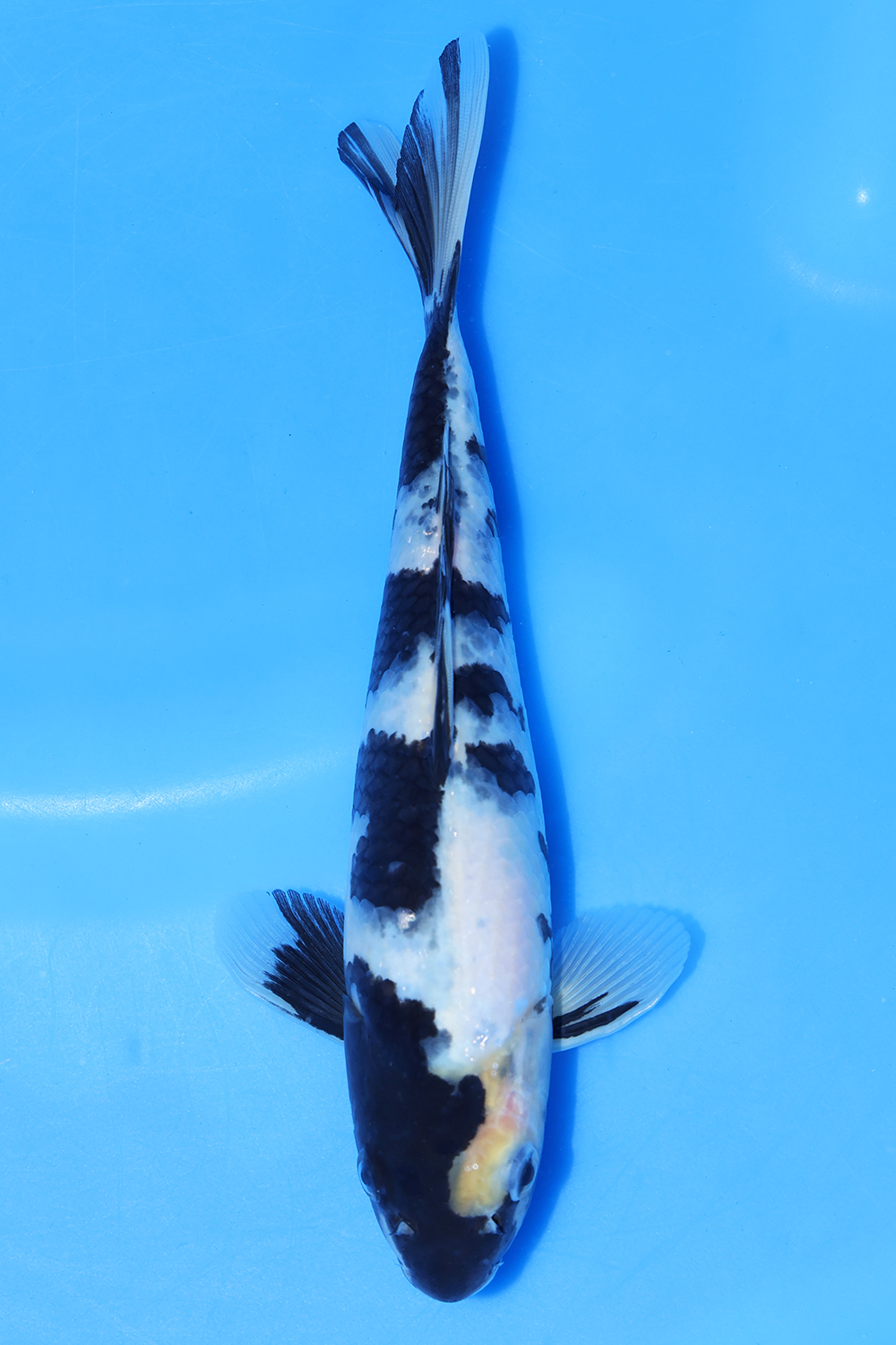 Shiro Utsuri