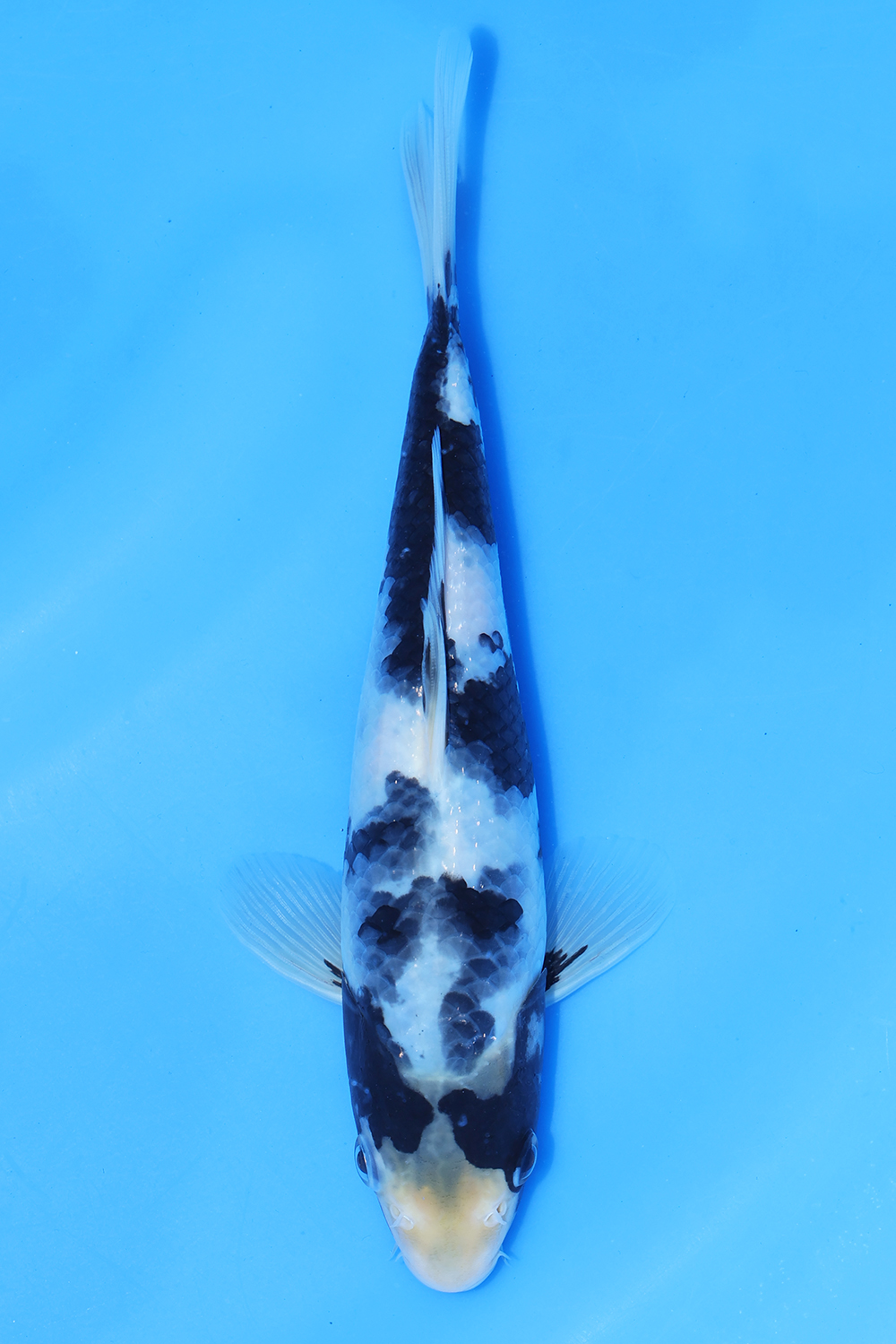 Shiro Utsuri