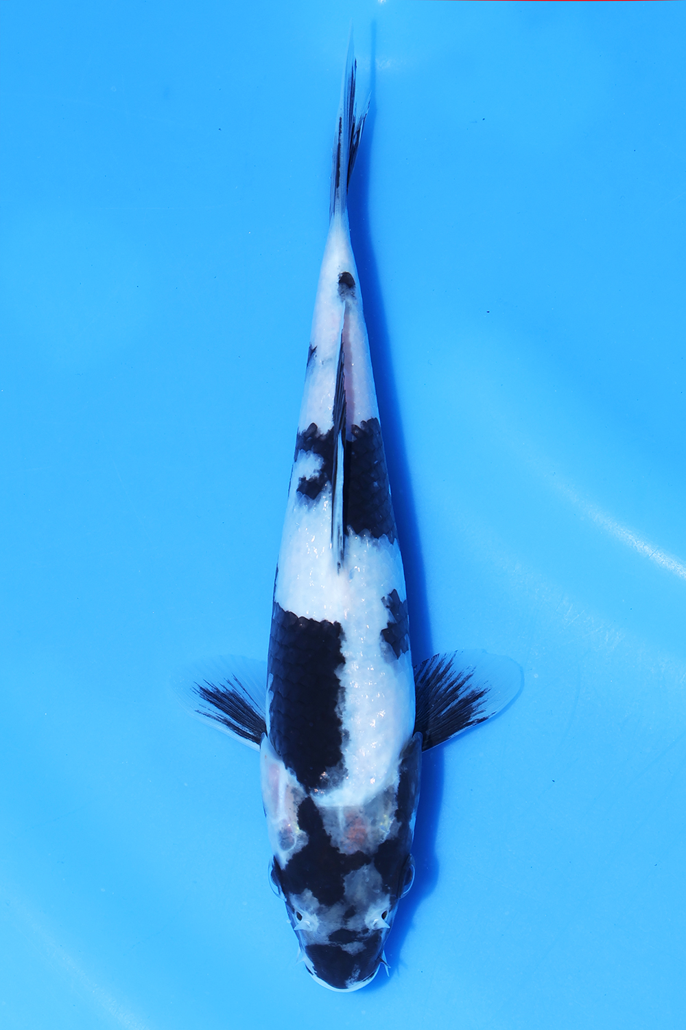 Shiro Utsuri