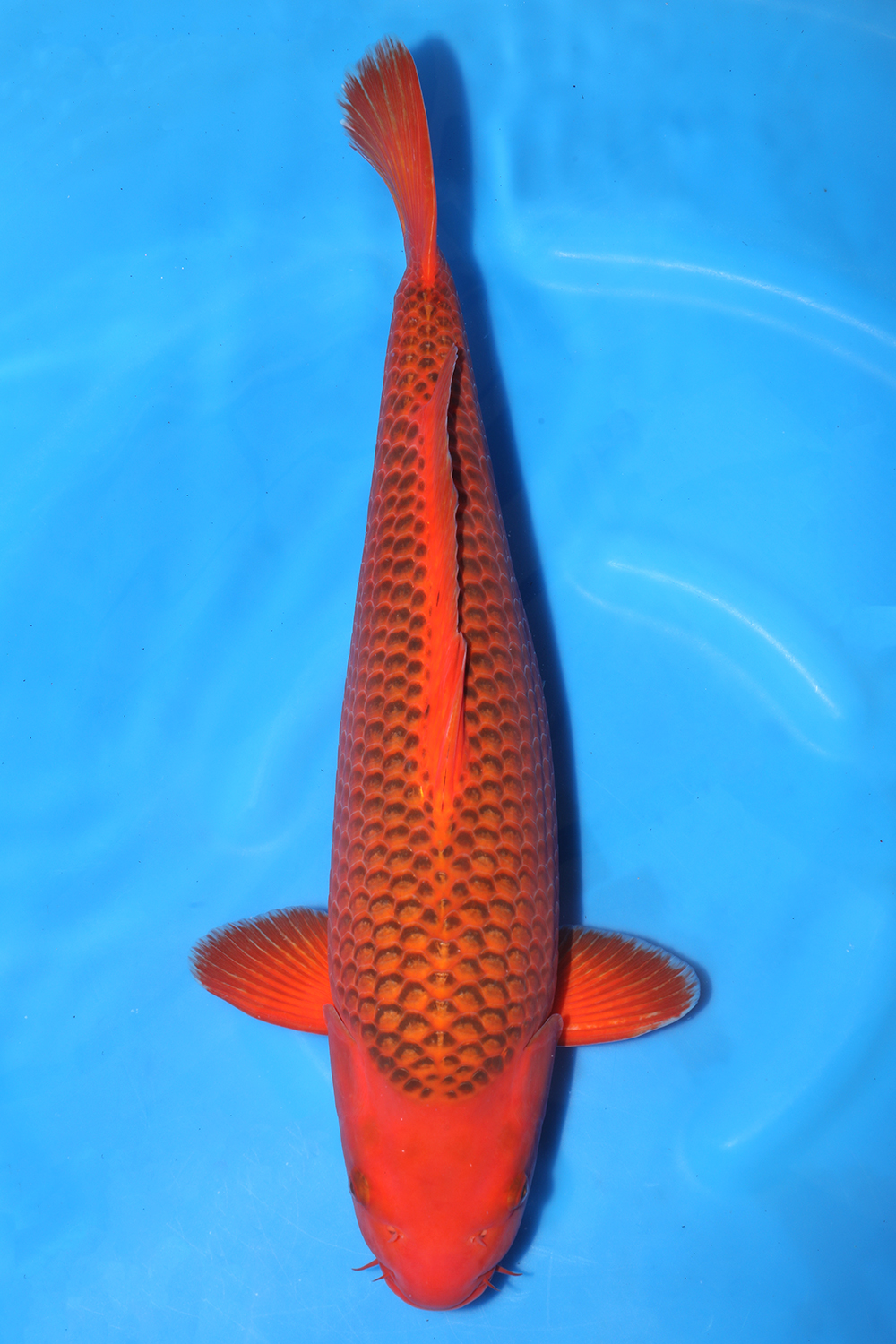 Reversed Scale Aka Matsuba