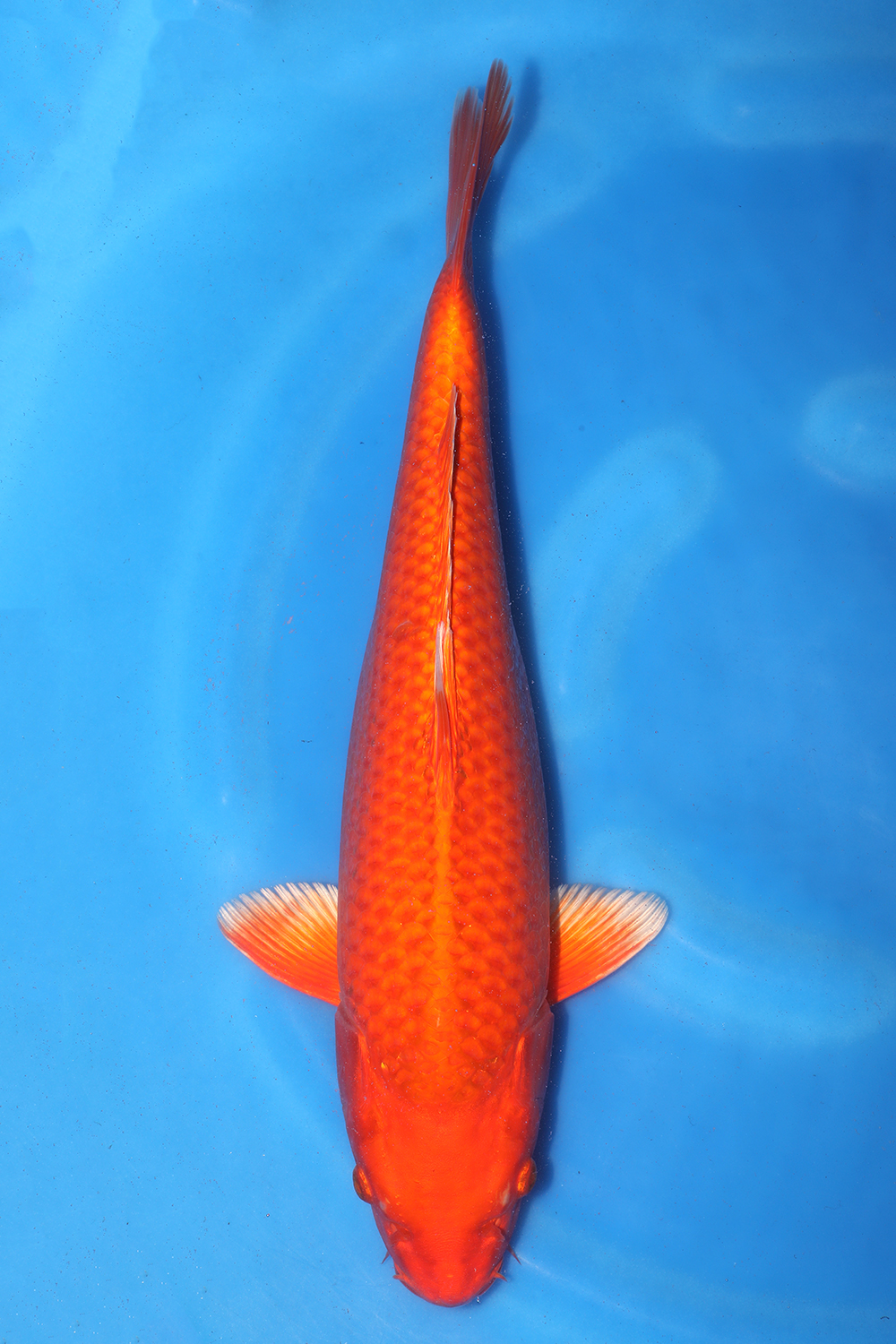 Orenji Ogon