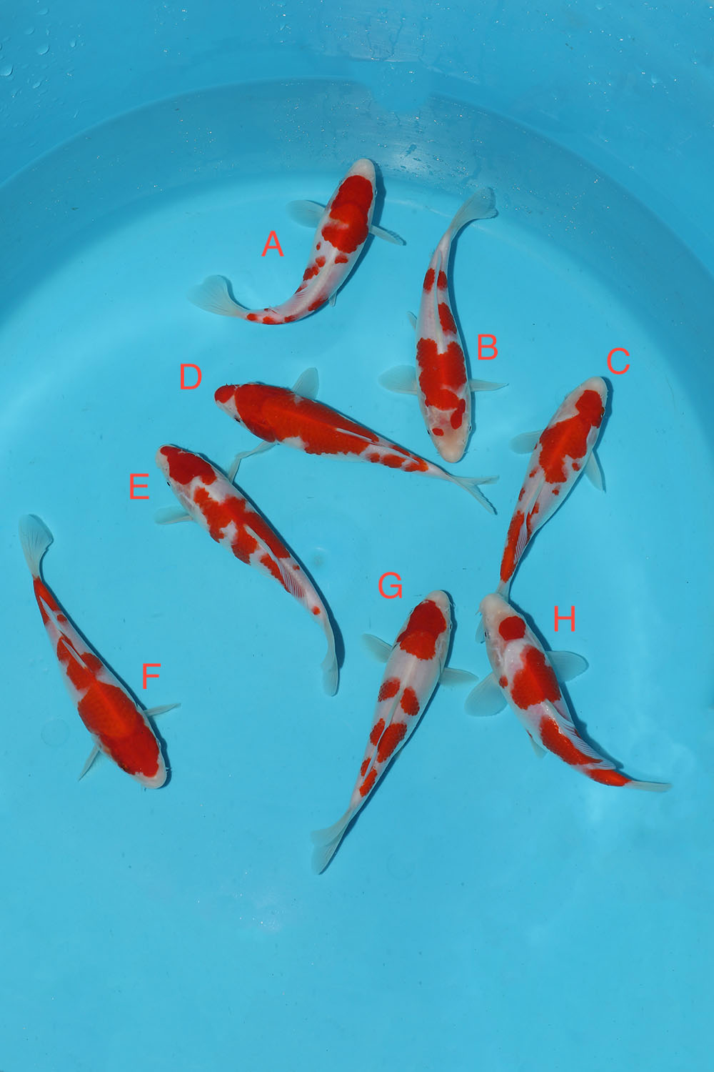 Maruyama Kohaku
