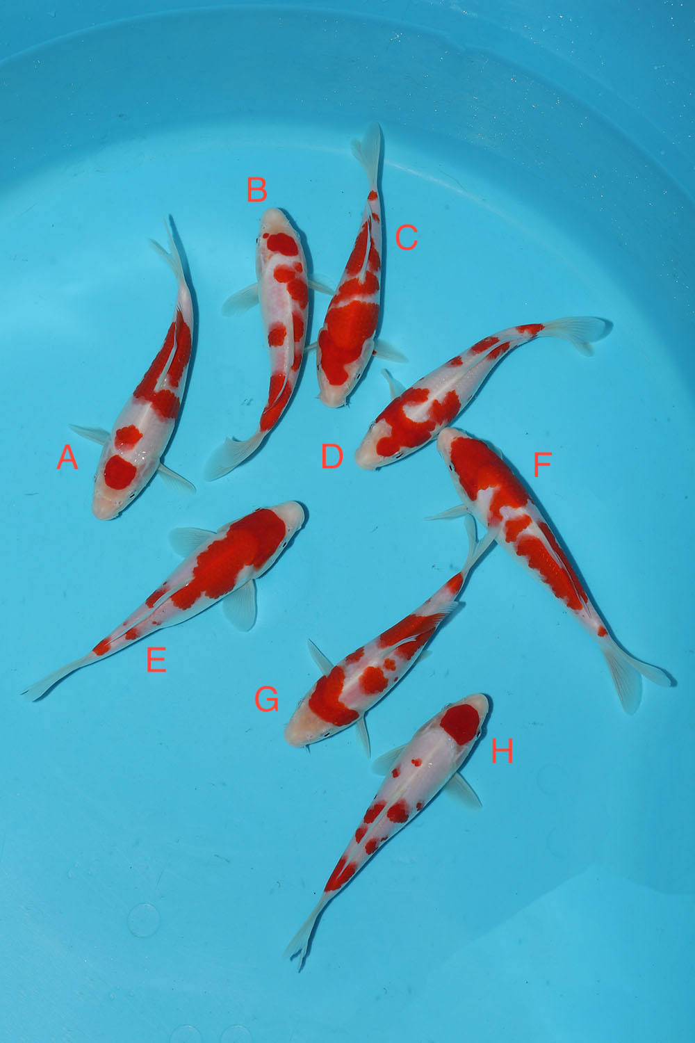 Maruyama Kohaku