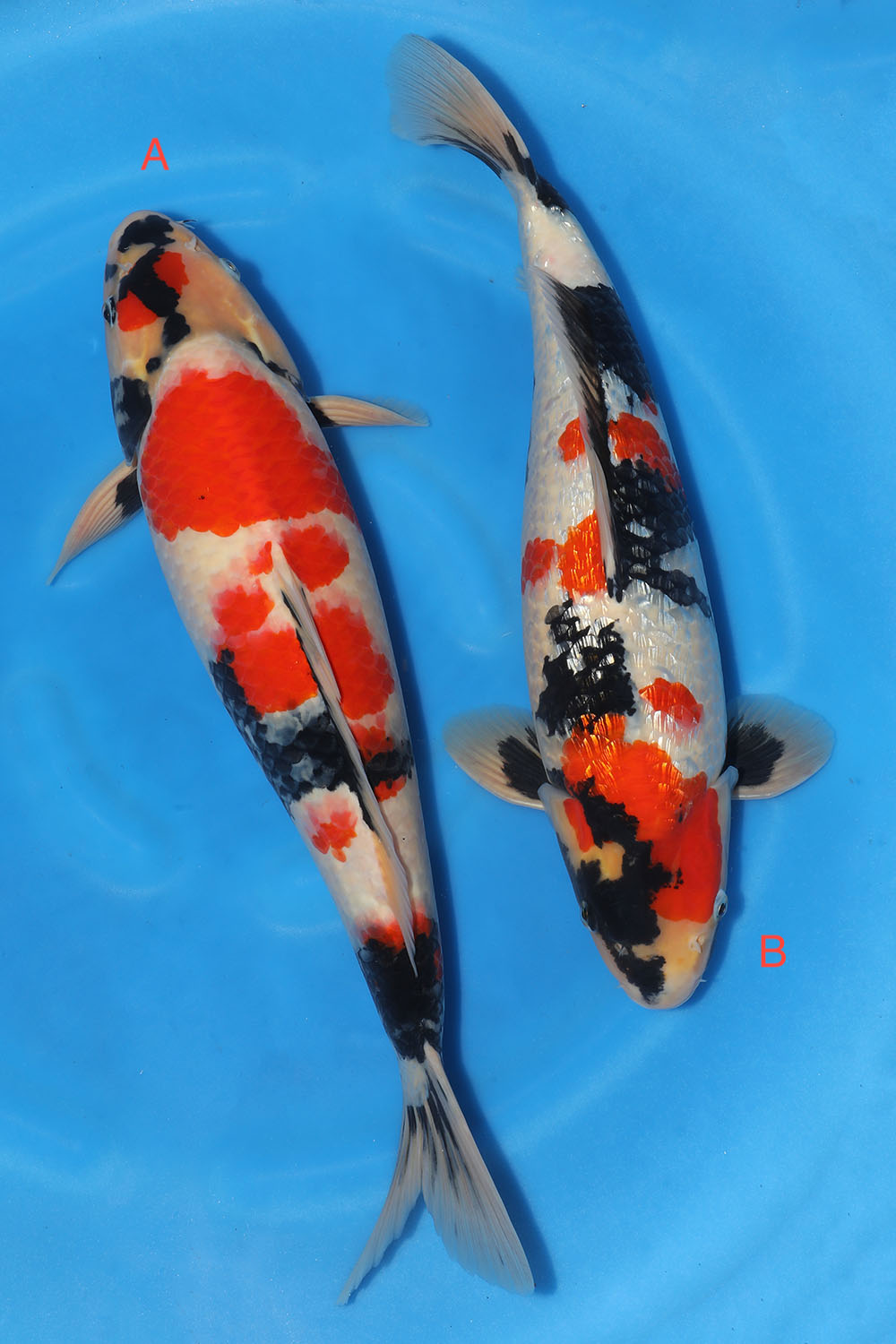 Marushin Nisai