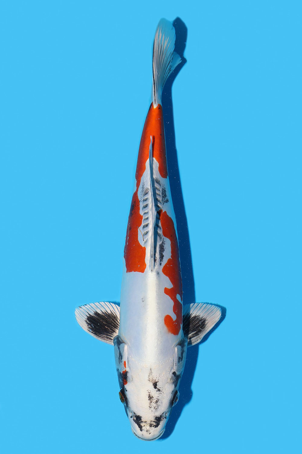 Beni Kikokuryu