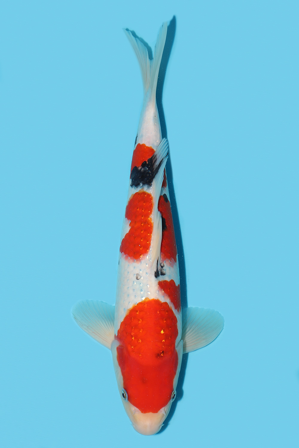 Pearl Gin Rin Sanke