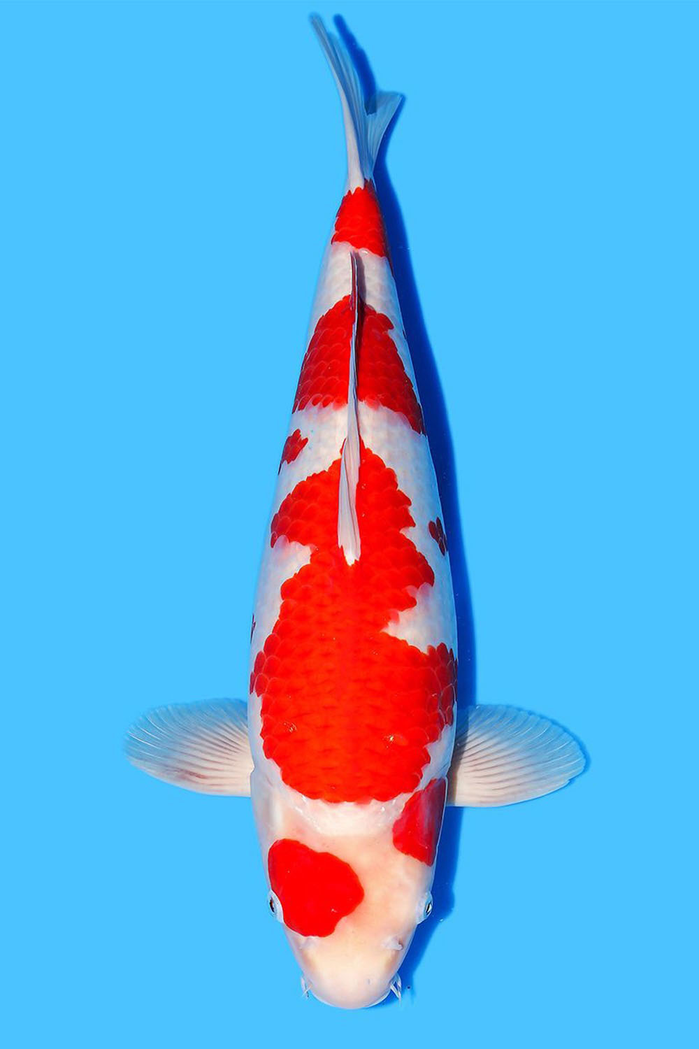 Kohaku