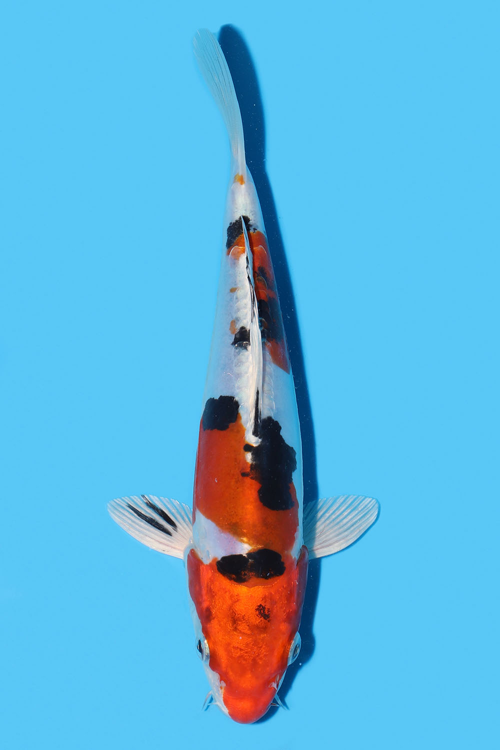 Yamatonishiki