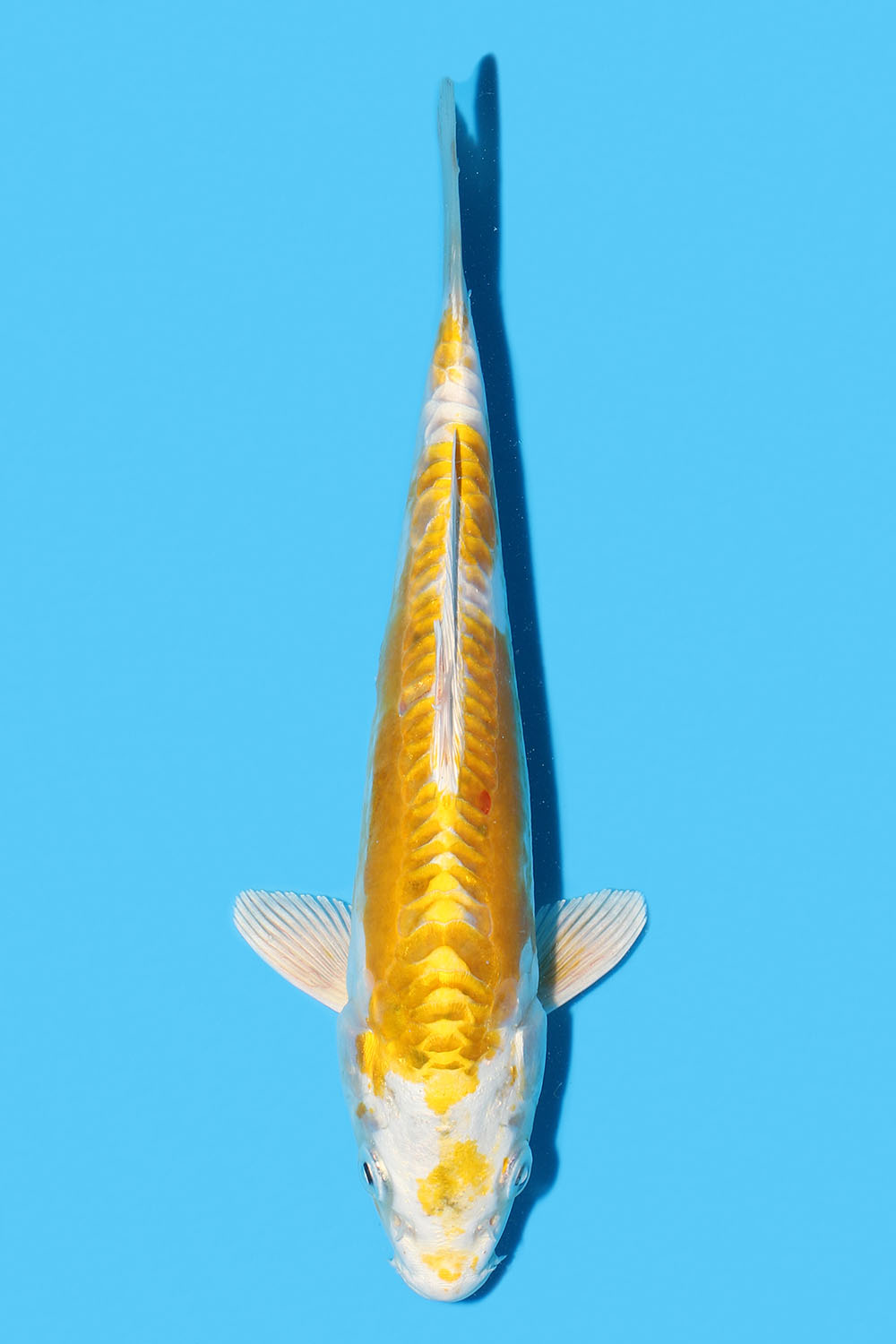 Hariwake