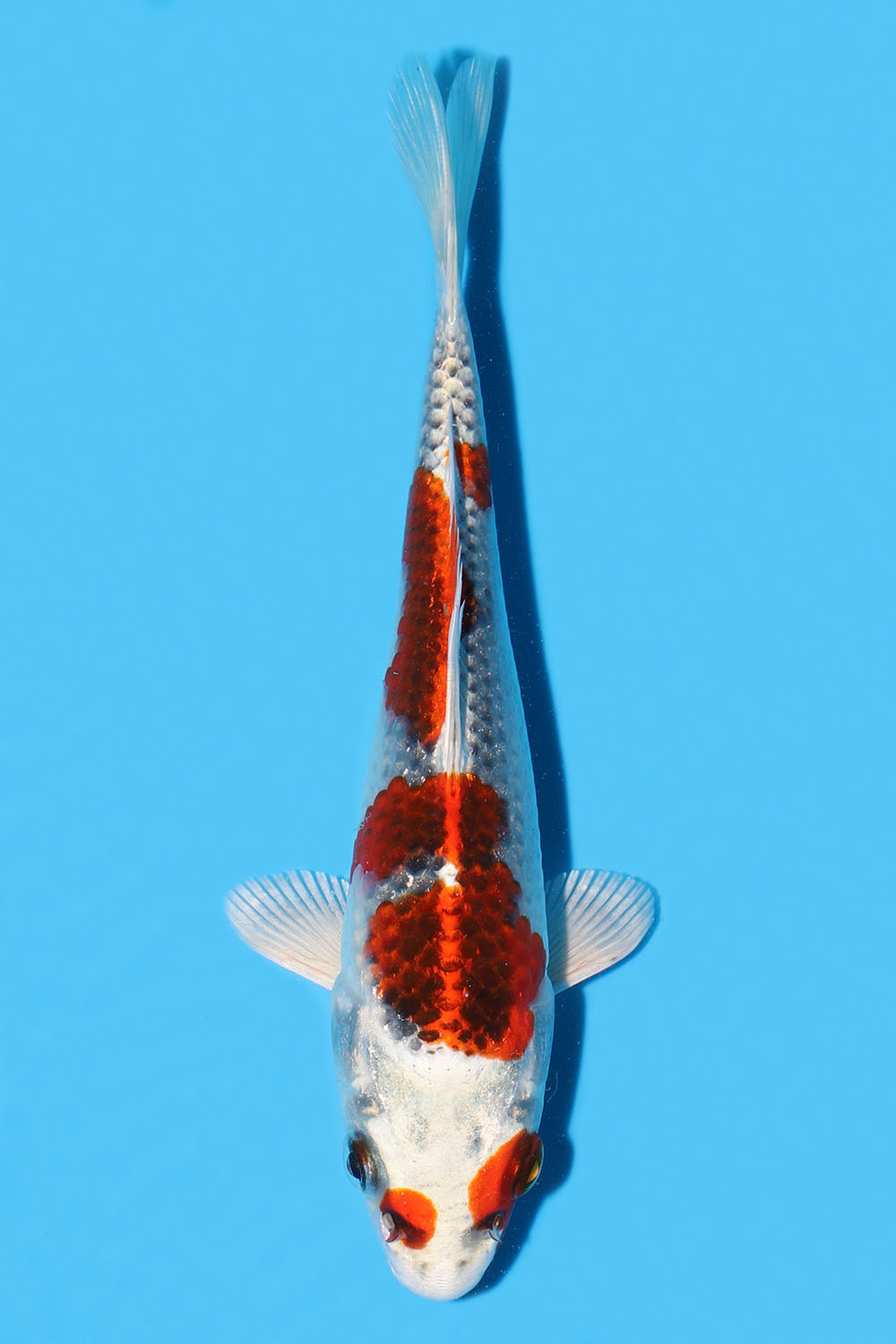 Kujaku