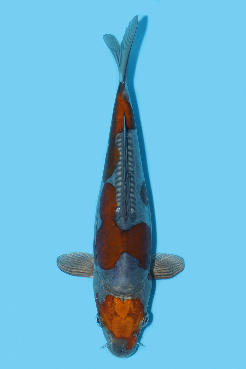 Doitsu Ochiba