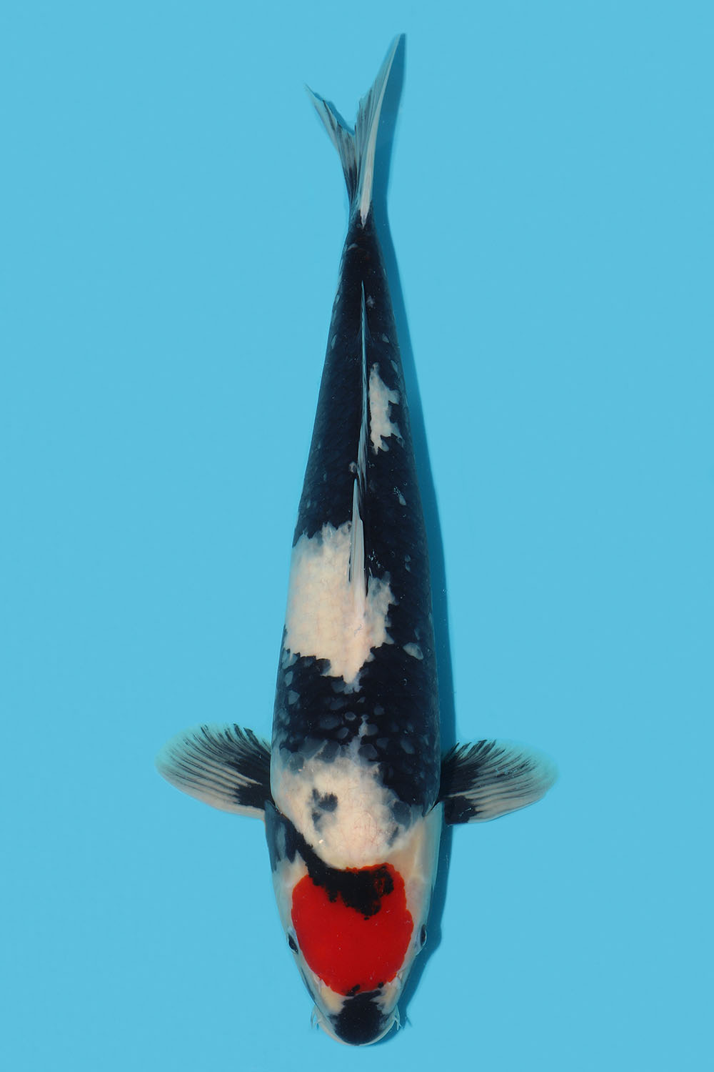 Tancho Showa