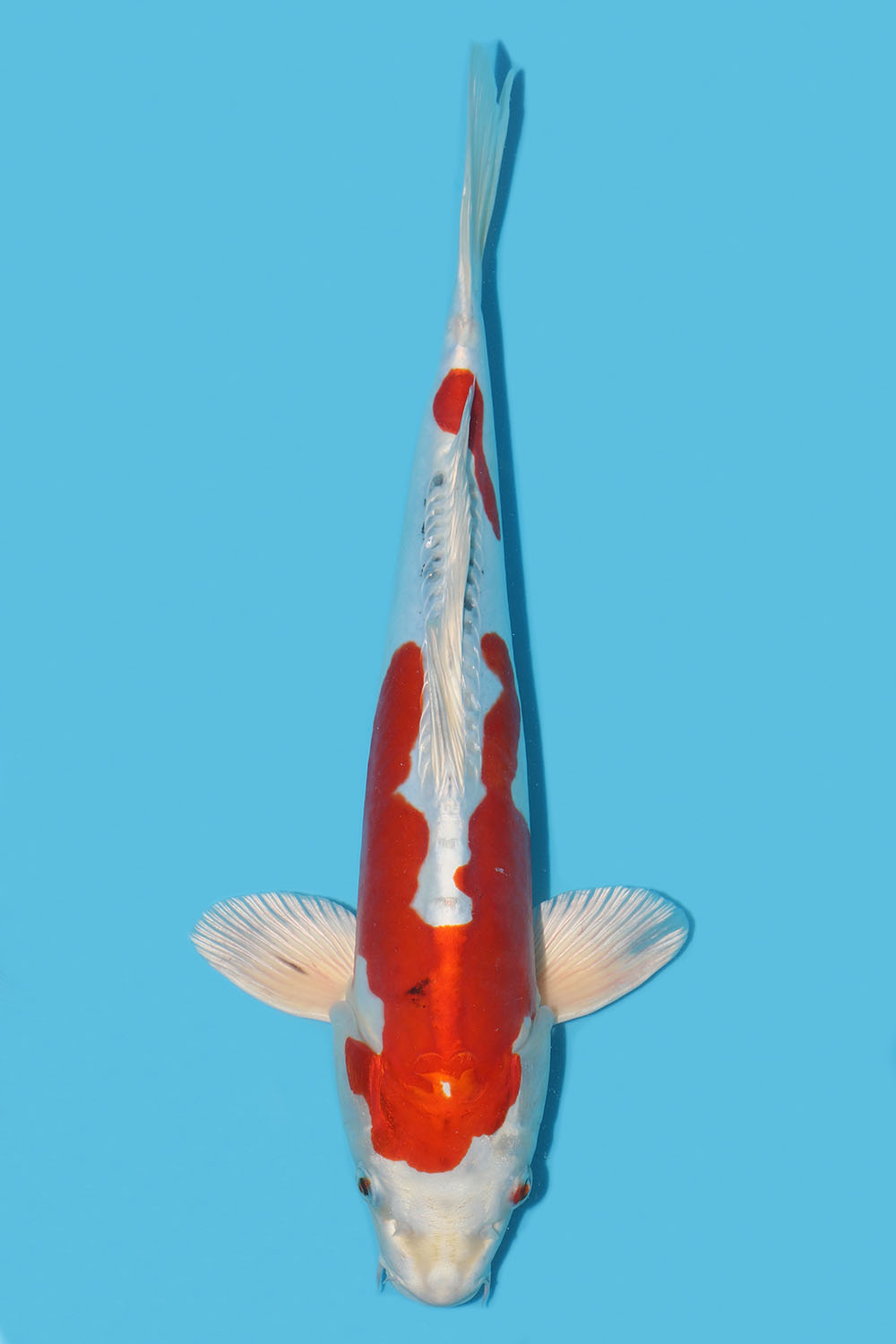 Yamatonishiki