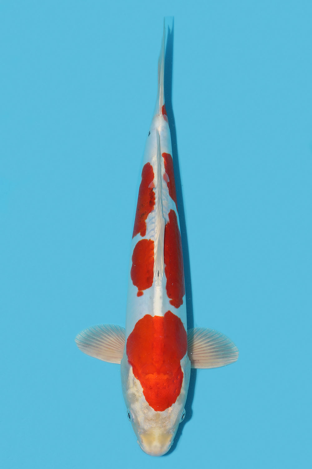Yamatonishiki