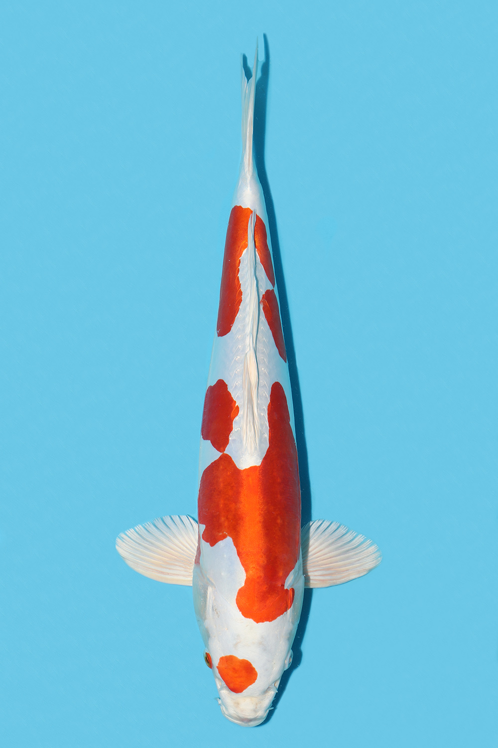 Kikusui