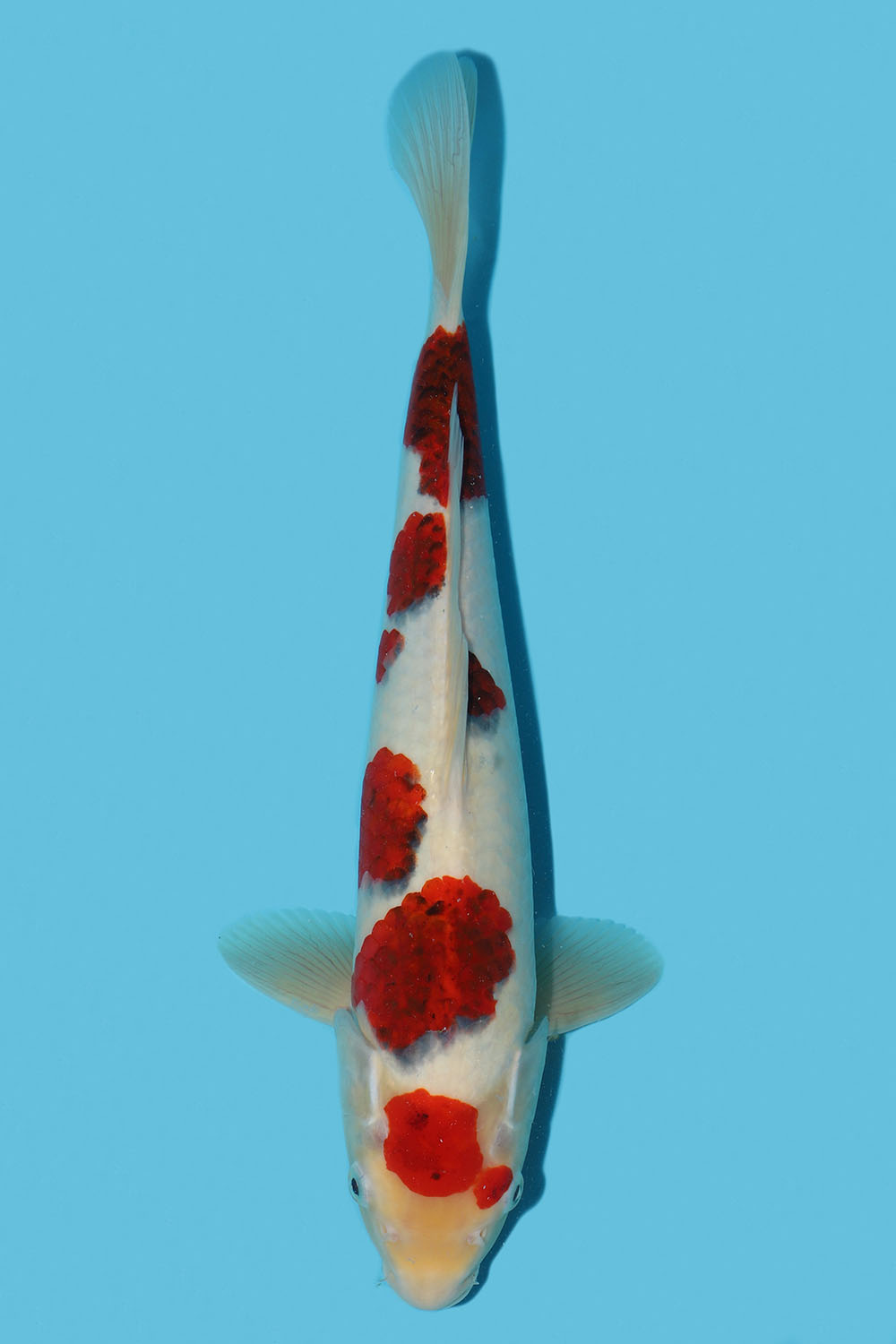 Goromo