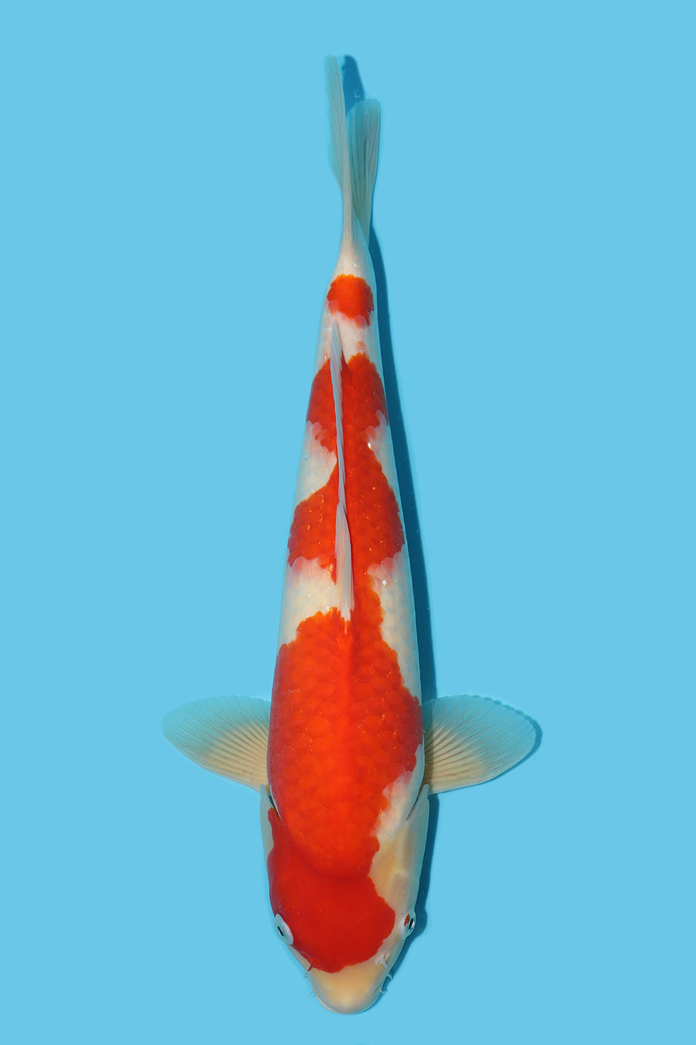 Kohaku