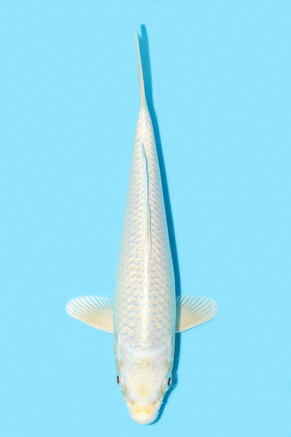 Purachina