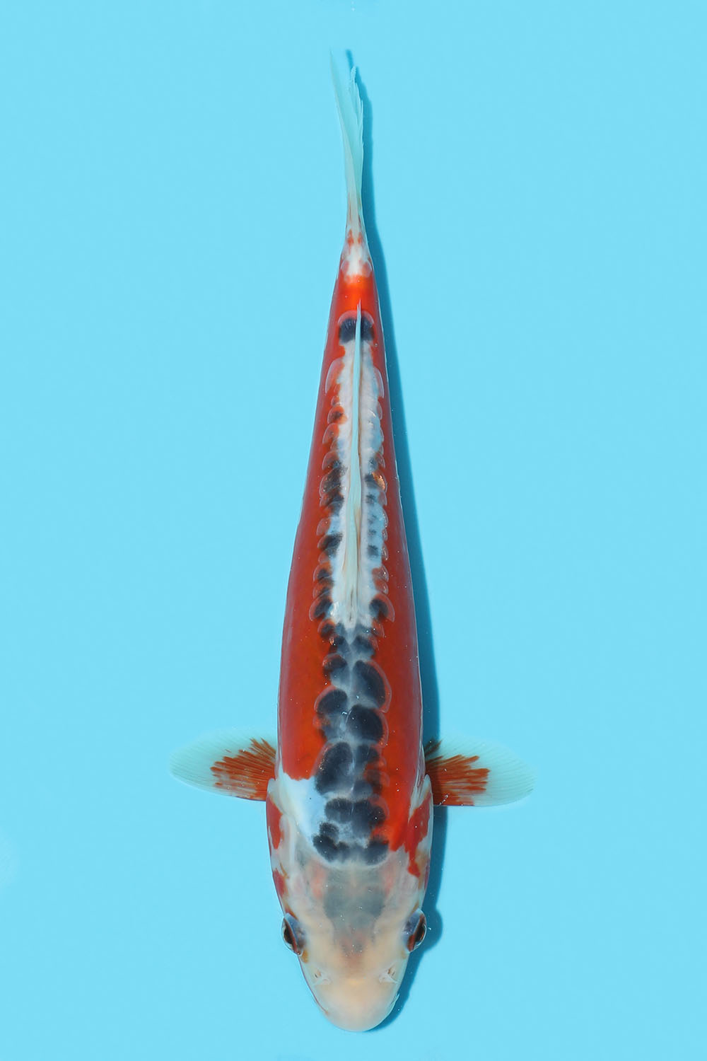 Shusui