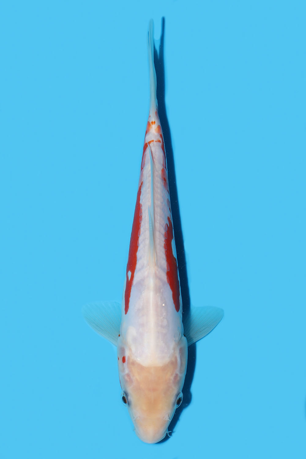 Kosui