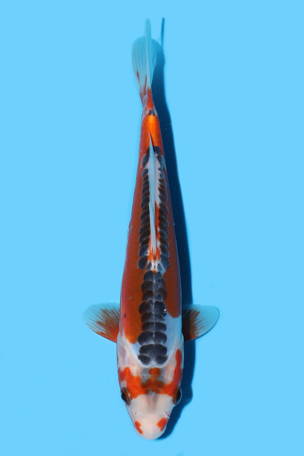 Shusui