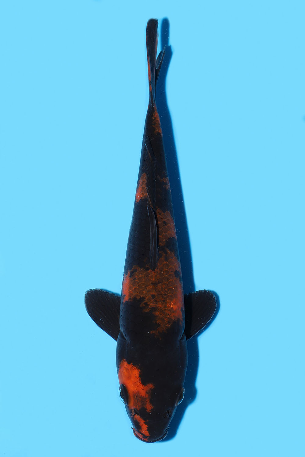 Kage Hi Utsuri