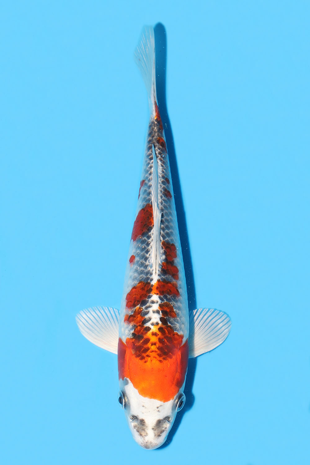 Kujaku