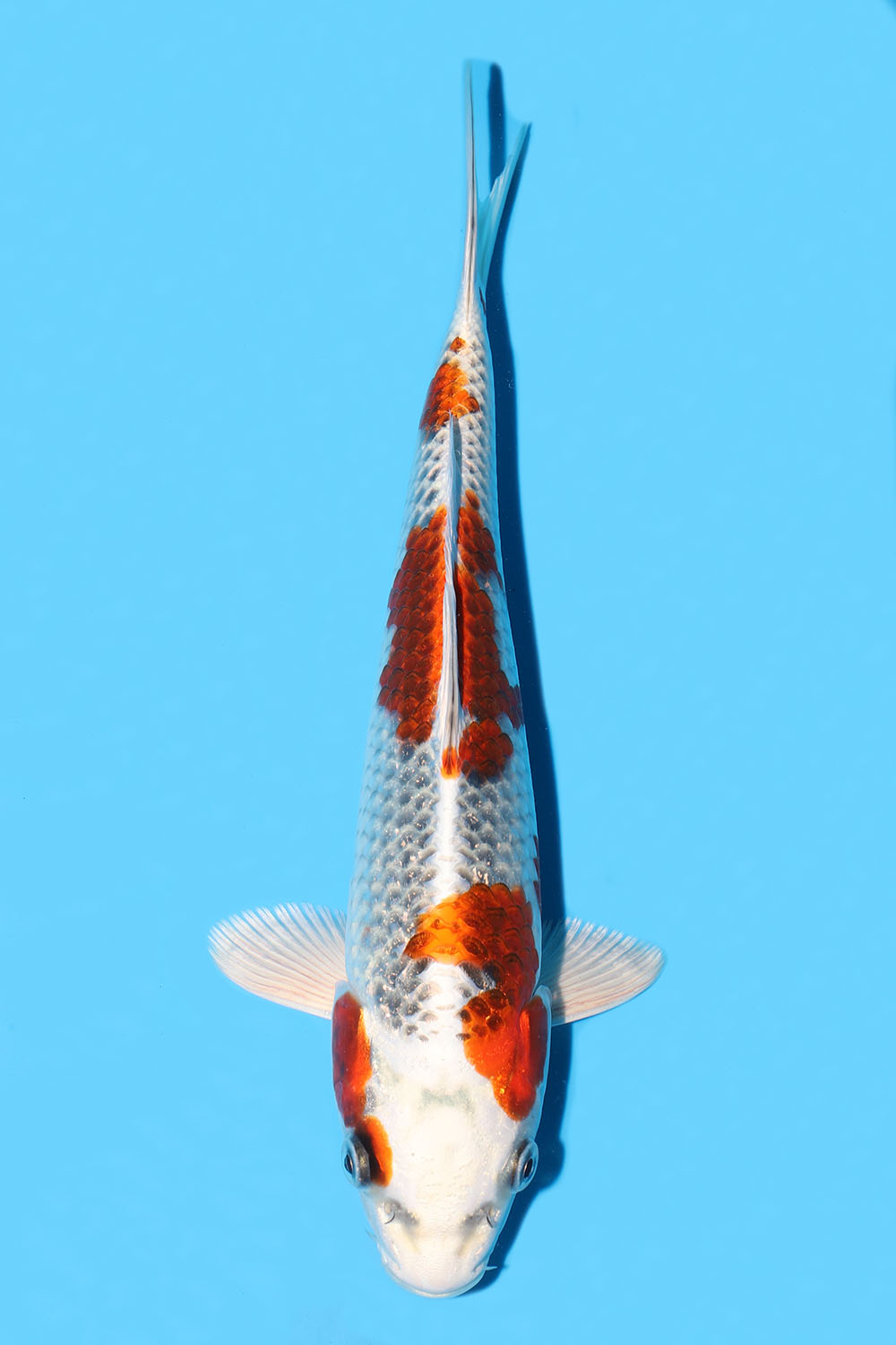 Kujaku