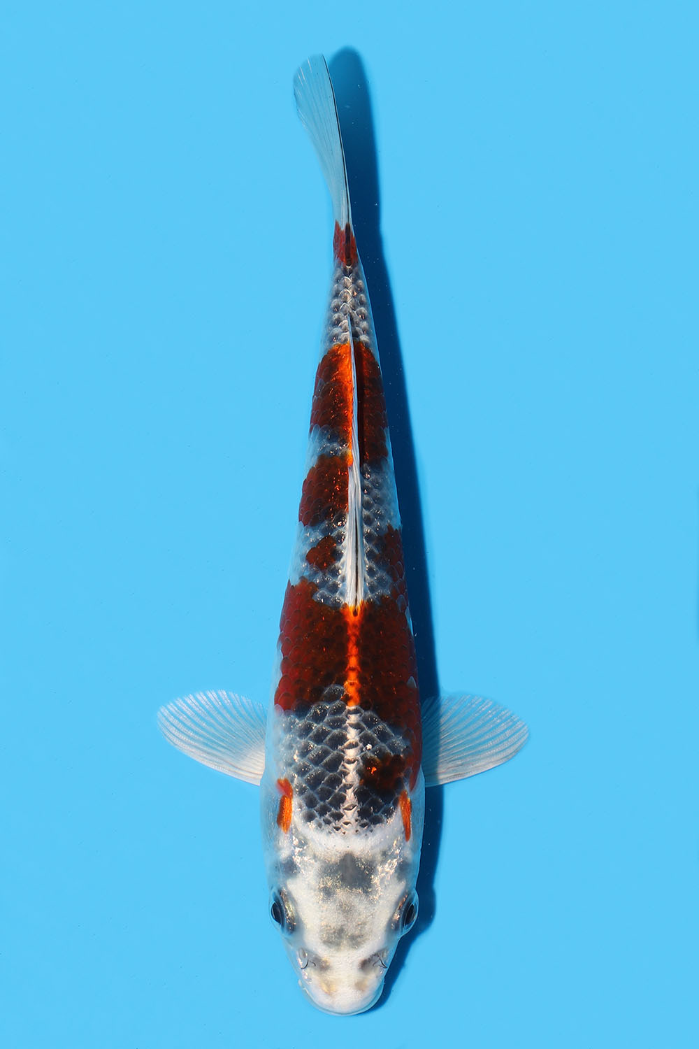 Kujaku