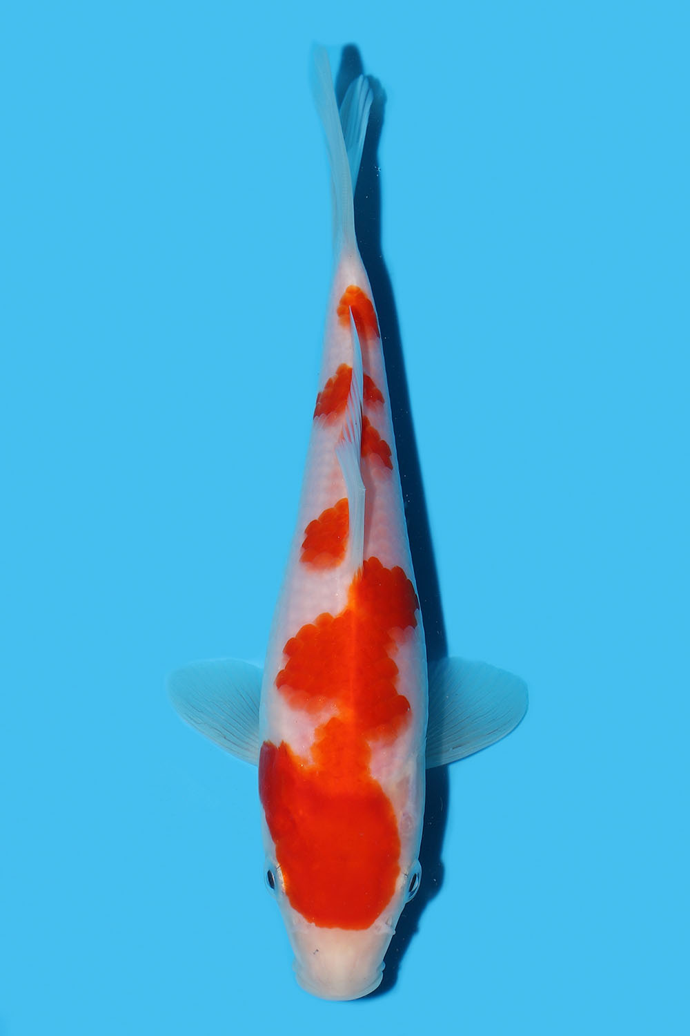 Kohaku