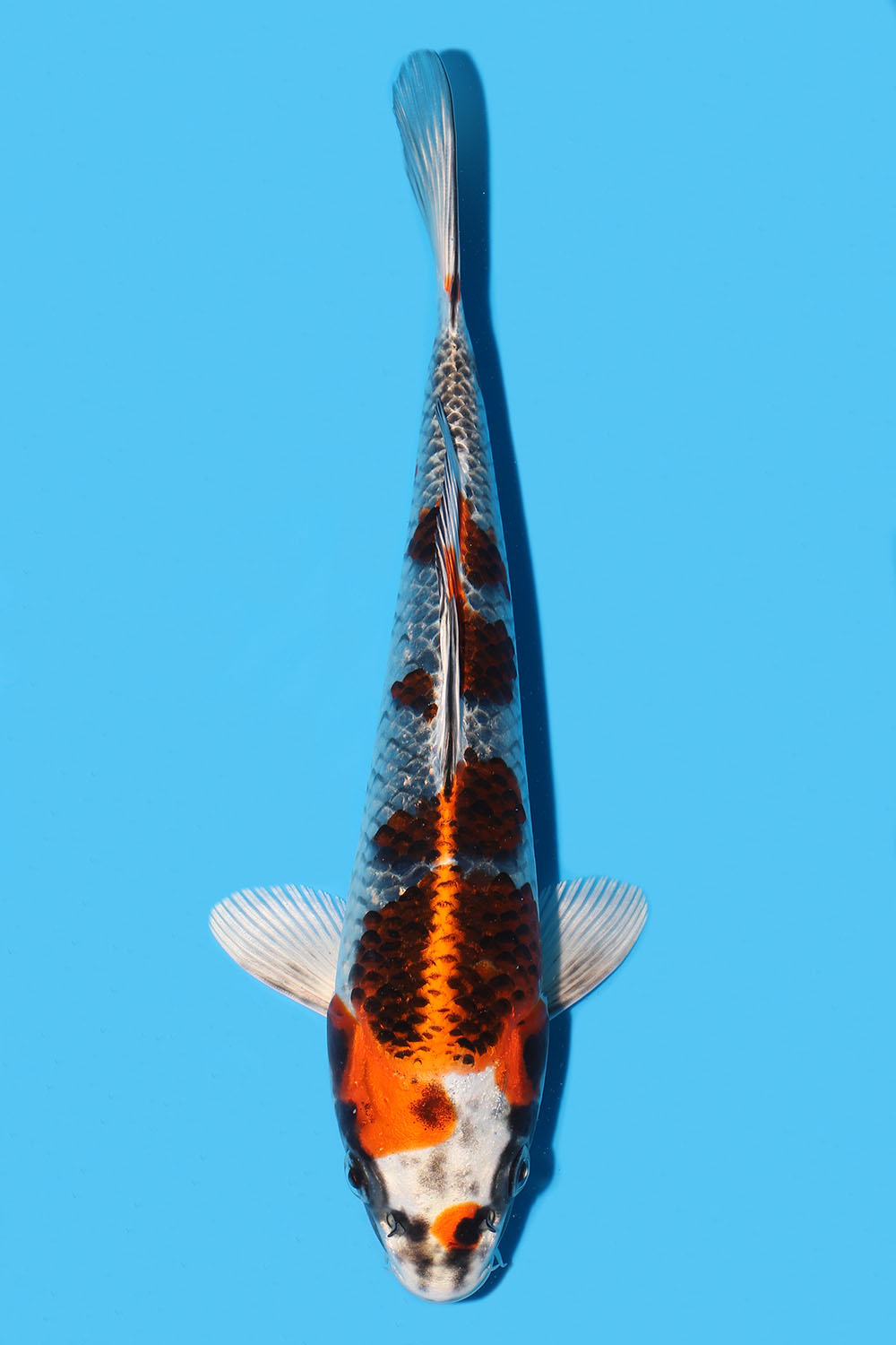 Kujaku