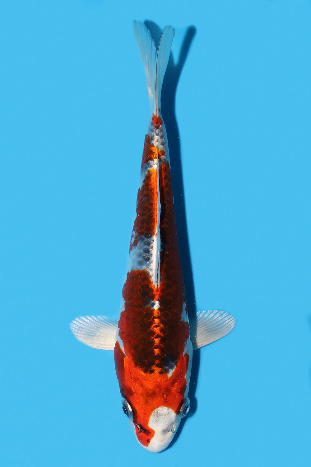 Kujaku