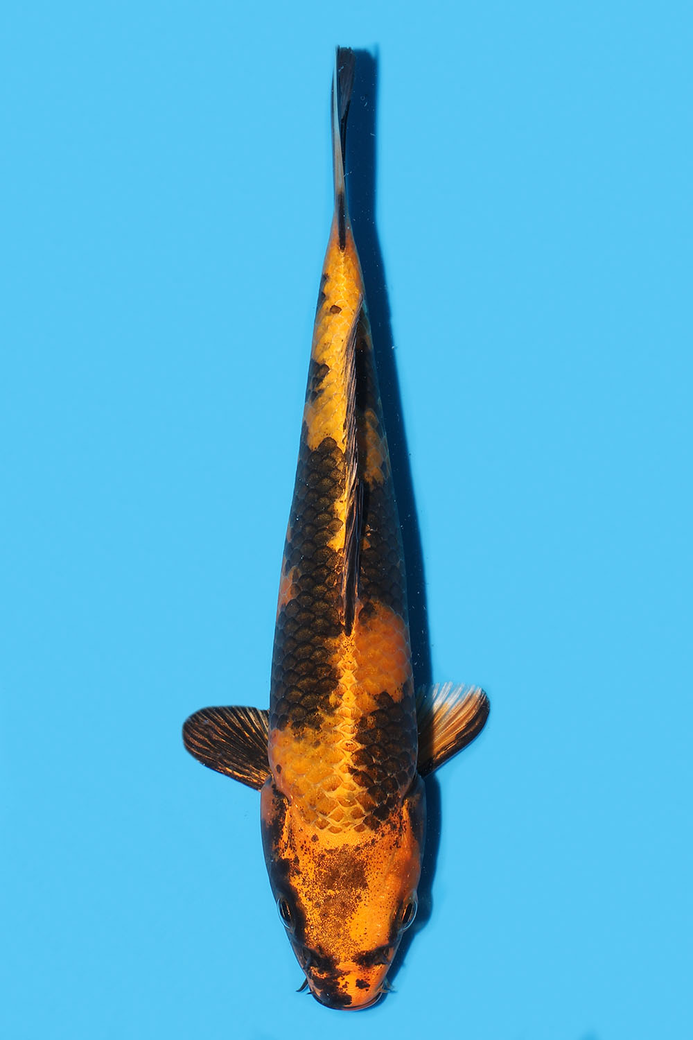 Kin Ki Utsuri