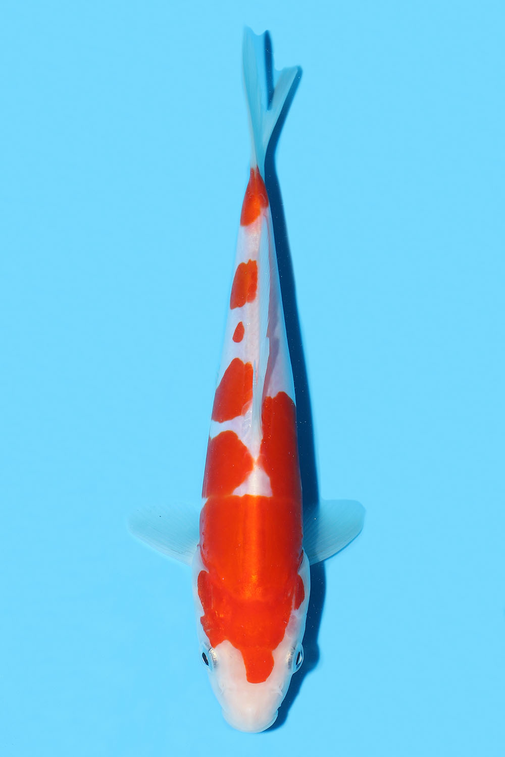 Doitsu Kohaku