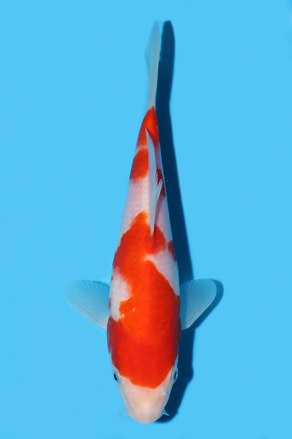 Kohaku