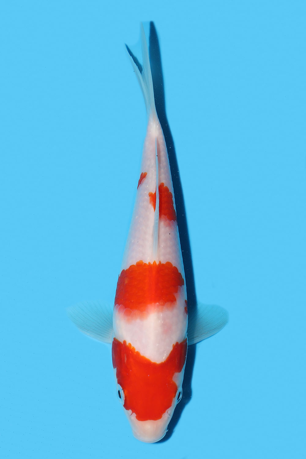 Kohaku